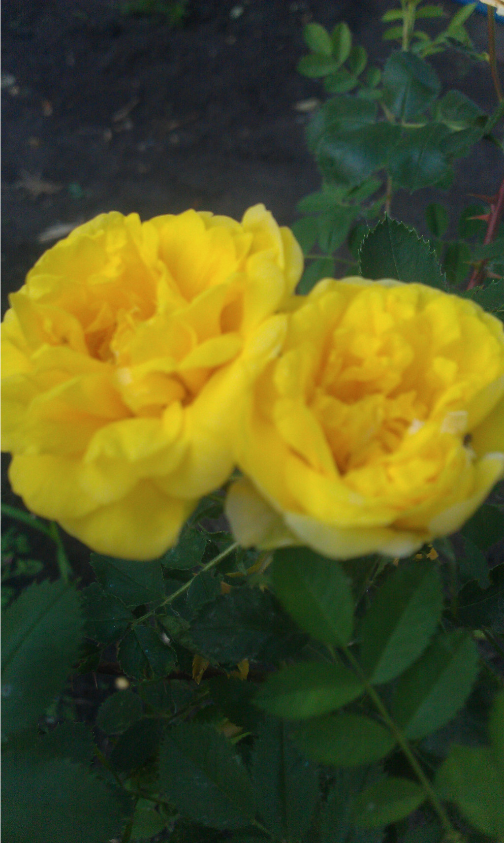 IMAG0520.jpg