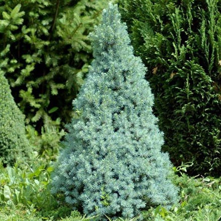     (Picea glauca Sanders Blue