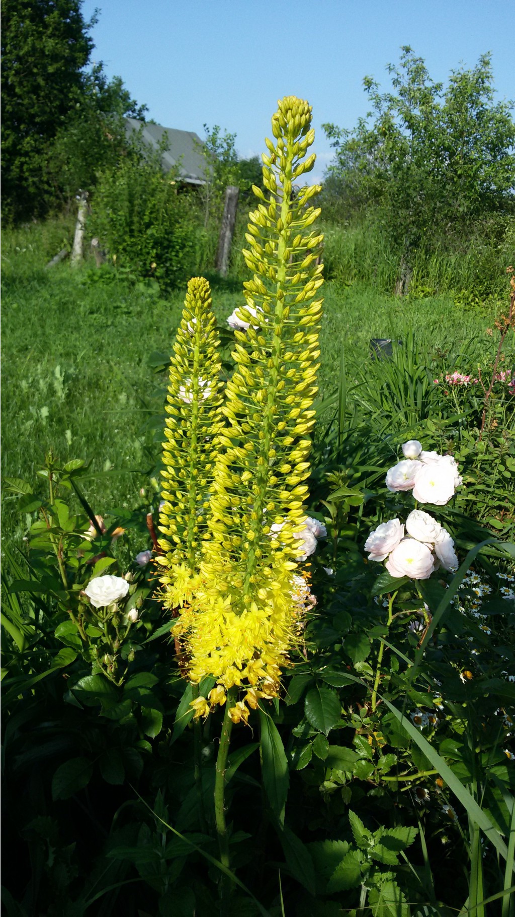 ,  (Eremurus)     2015.06.27 173812.jpg