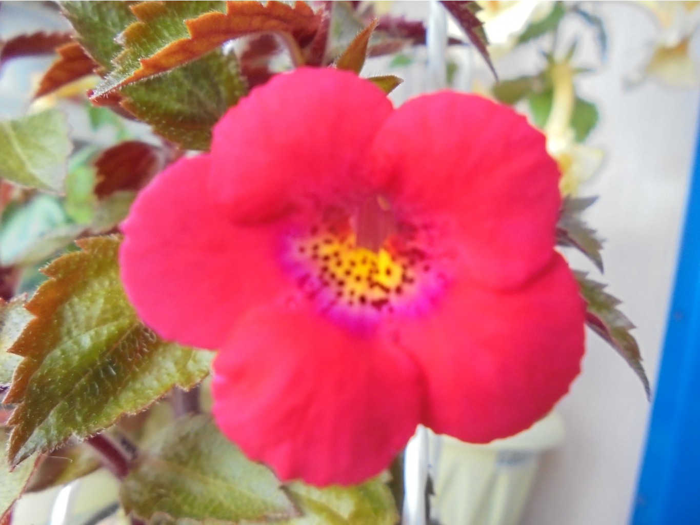 DSC00562.JPG