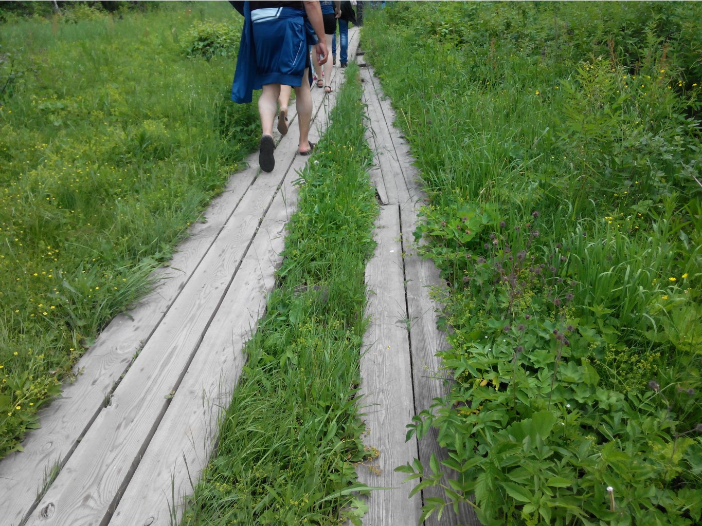 IMG 20150613 135339.jpg