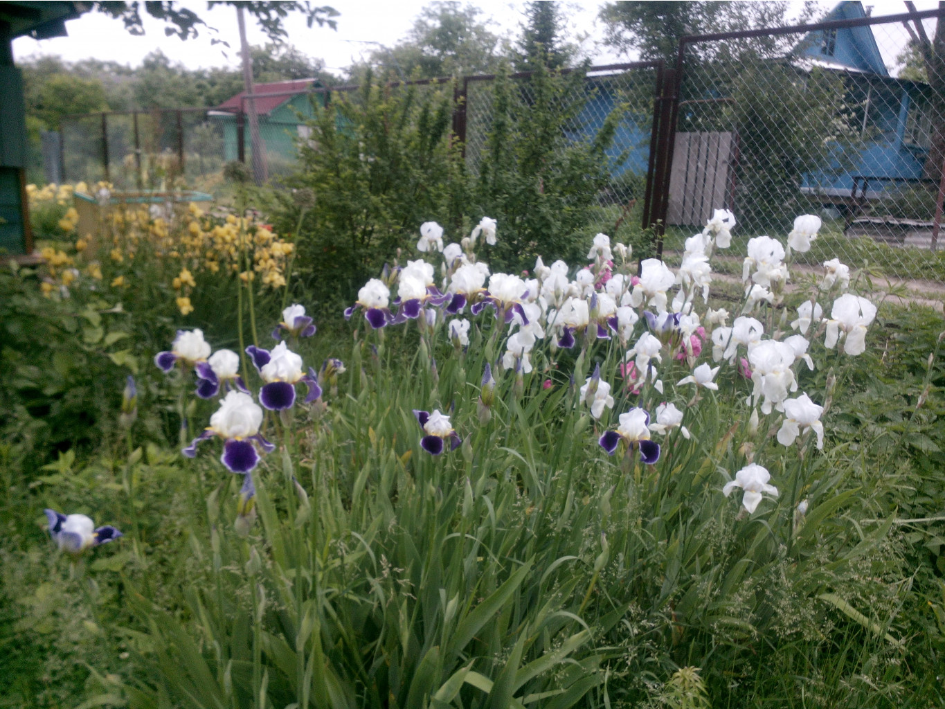 IMG 20150612 091307.jpg