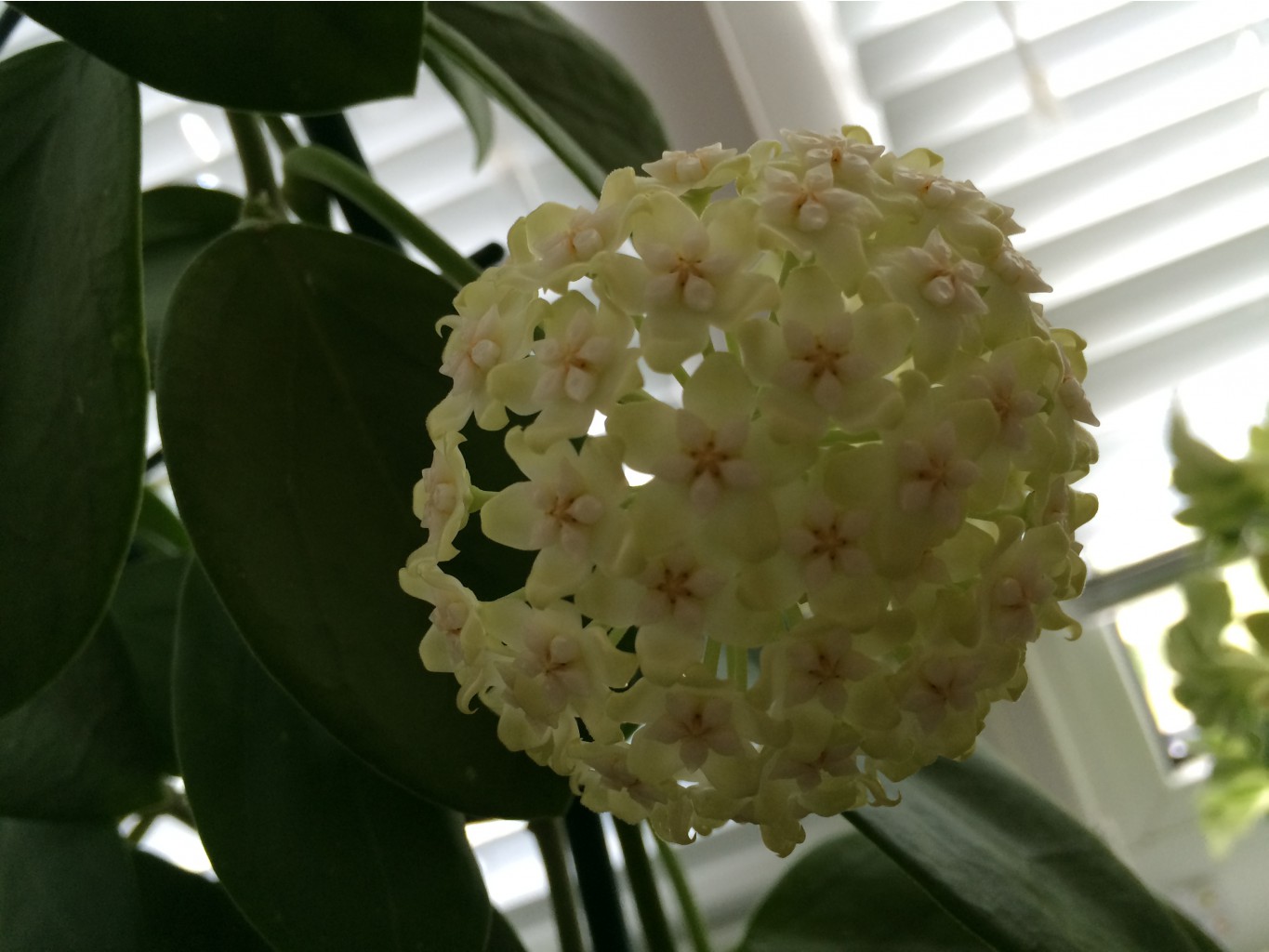 Hoya sp. (EPC-620) Thick leaves with pure white flowers