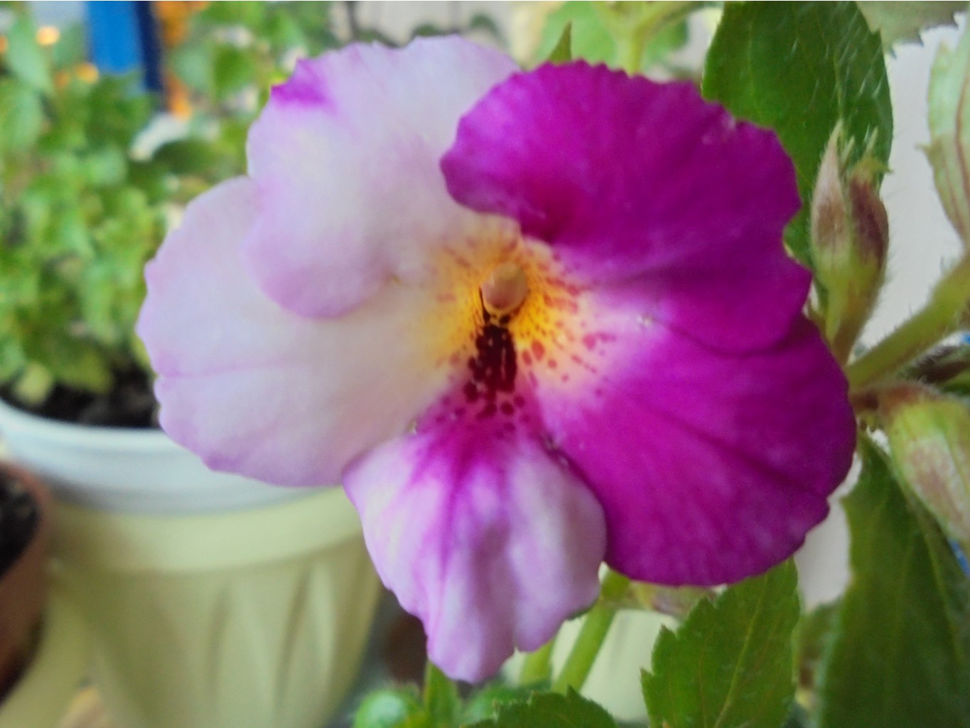 DSC00515.JPG