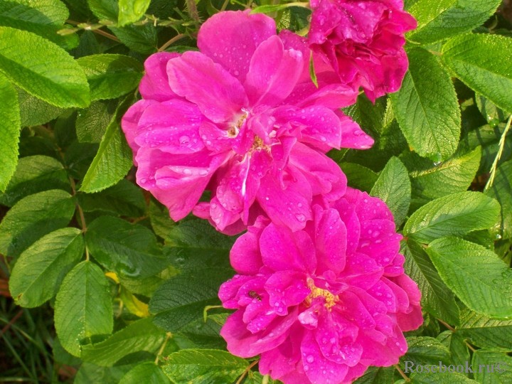 Rosa () Roseraie de L'hay C5 - 550.jpg