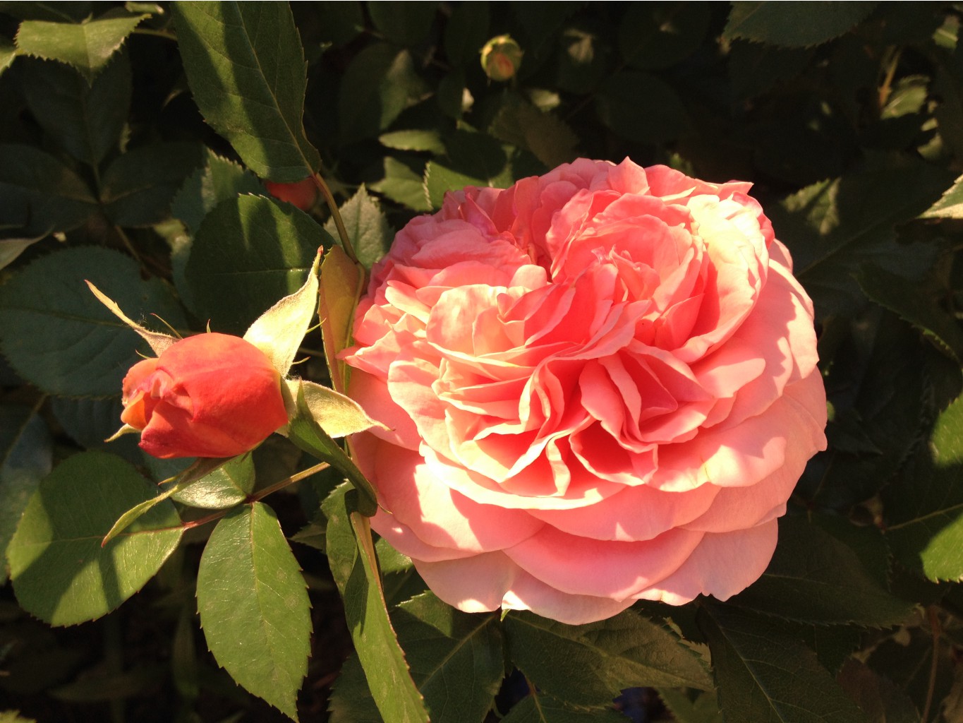 Abraham Darby