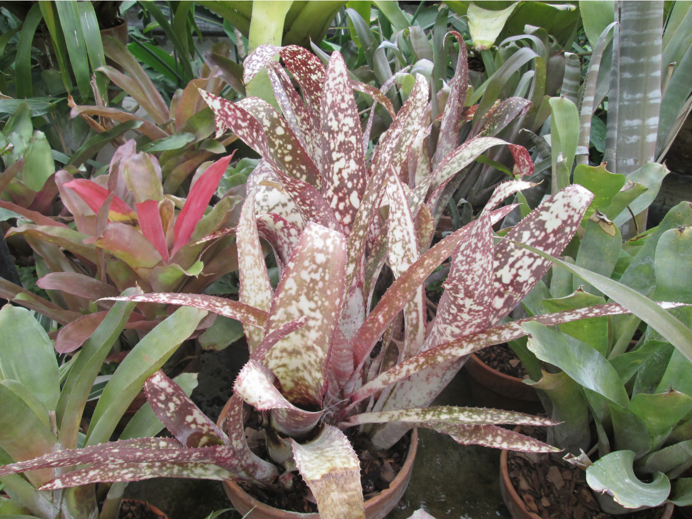 IMG 3325.JPG