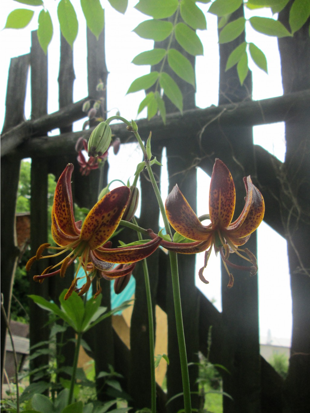 IMG 3356.JPG