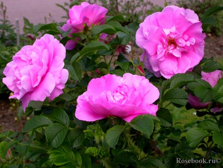 Rosa () Jens Munk C5 - 450.jpg