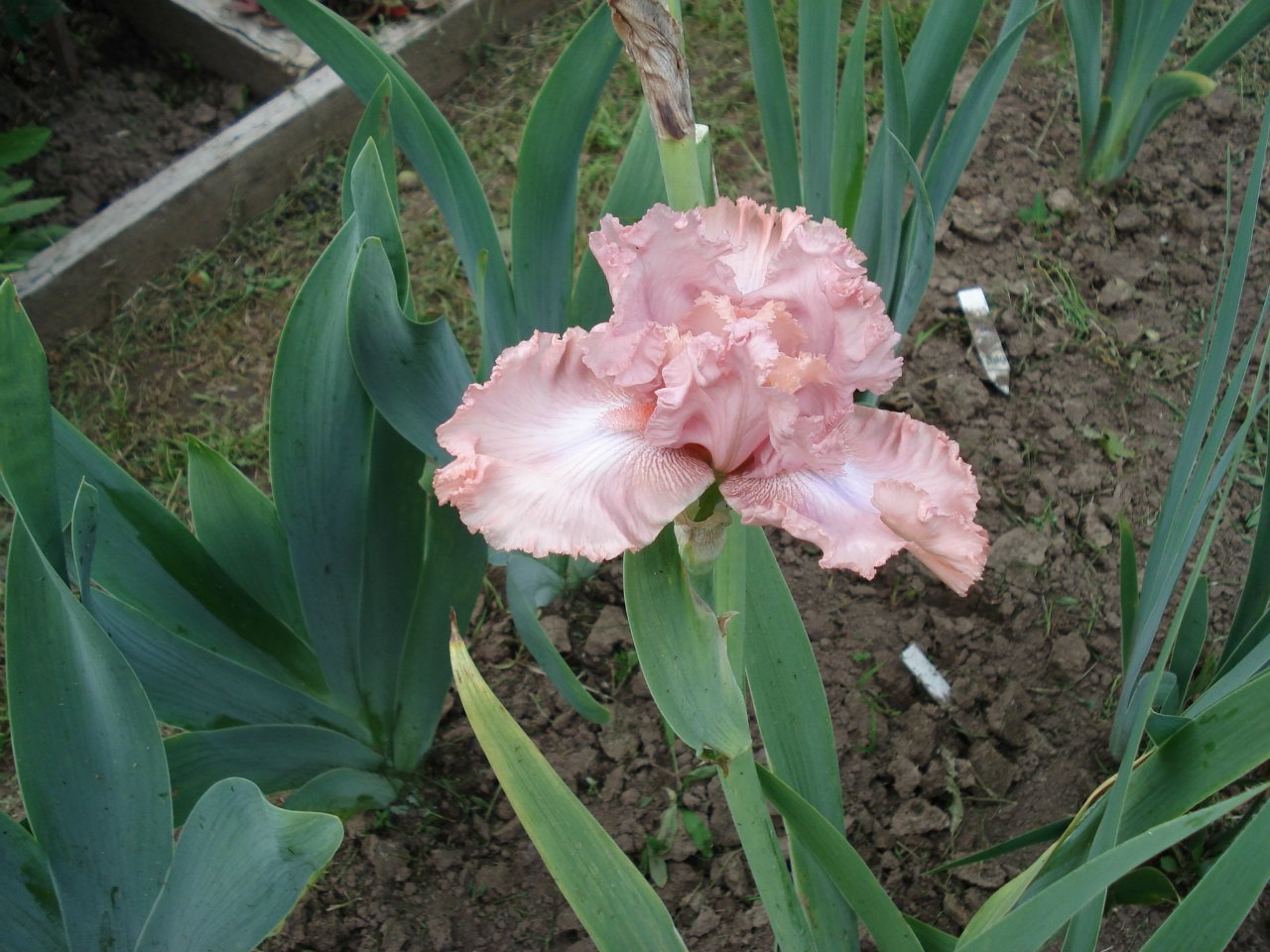 Coming up roses.jpg