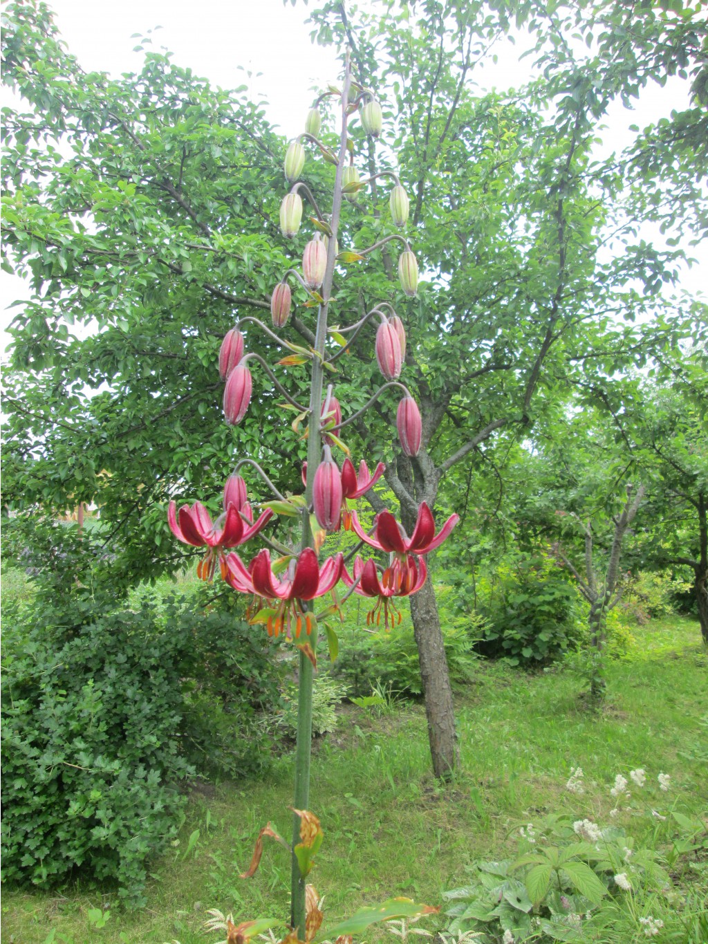 IMG 3353.JPG