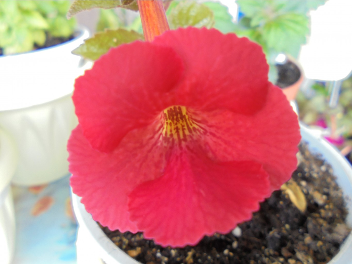 DSC00528.JPG