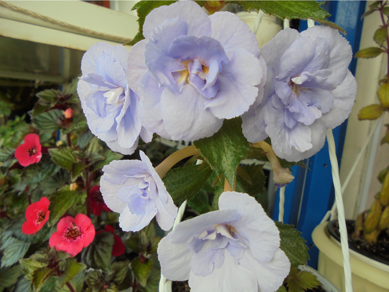 DSC00825.JPG