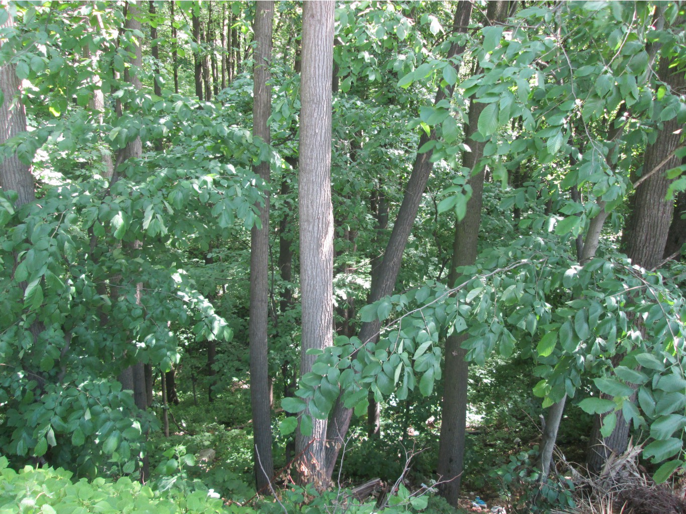 IMG 3297.JPG
