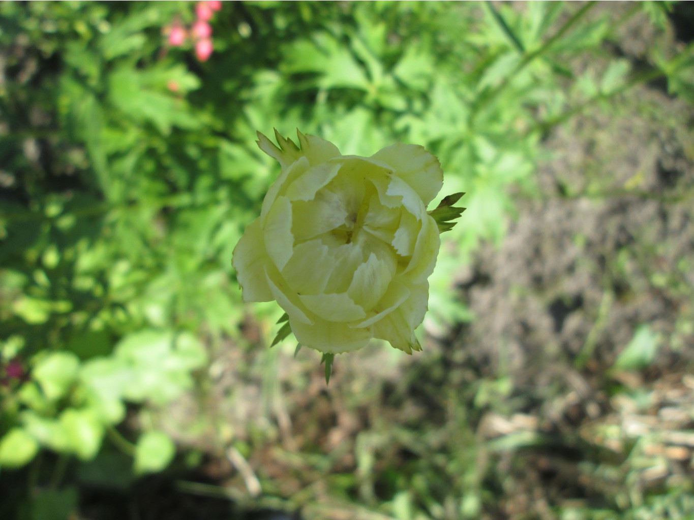IMG 3239.JPG