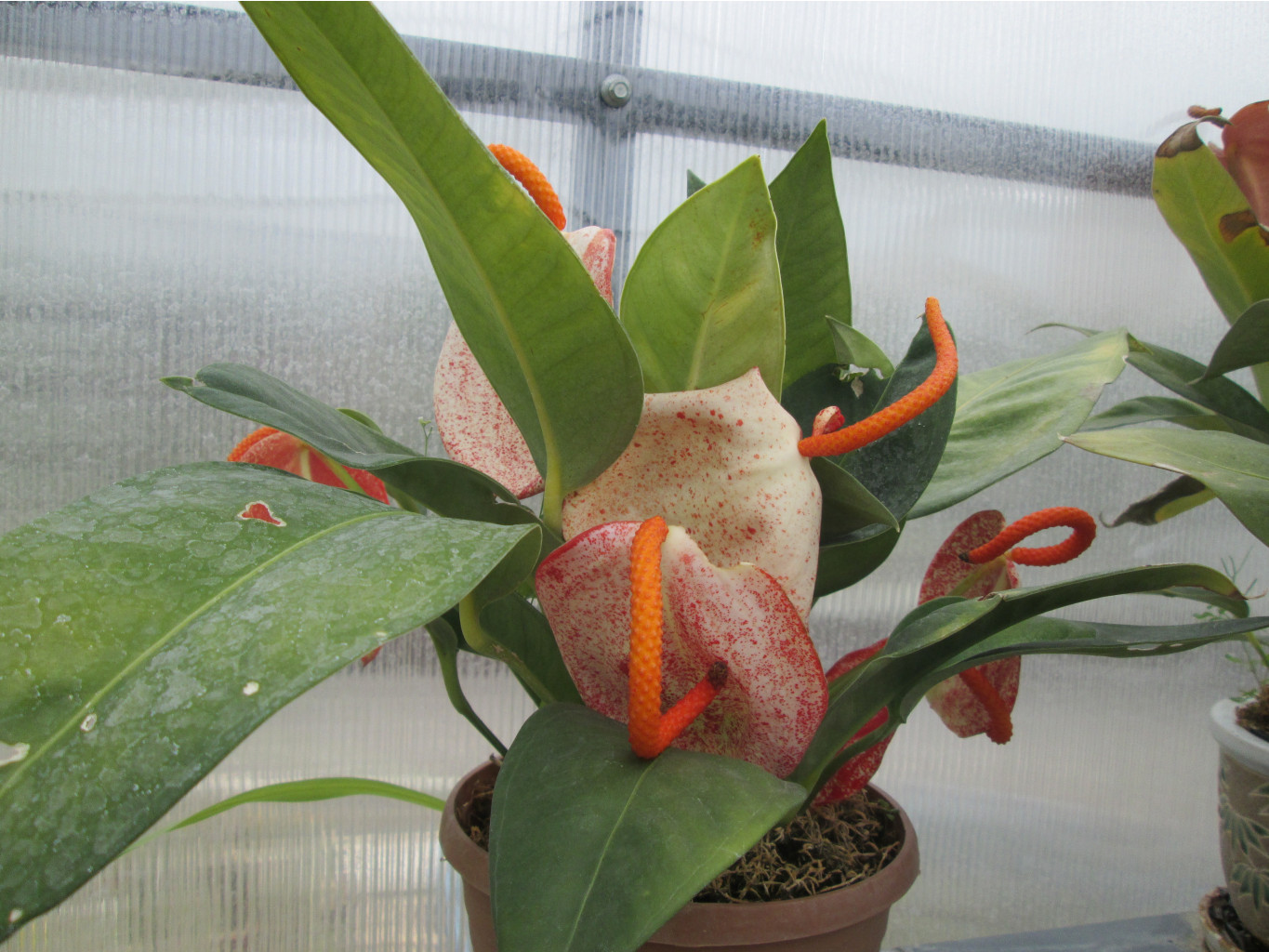 IMG 3275.JPG