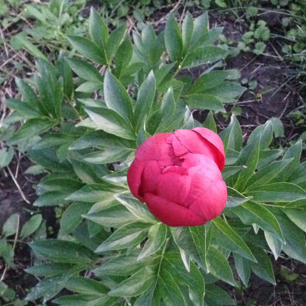  Buckeye Belle