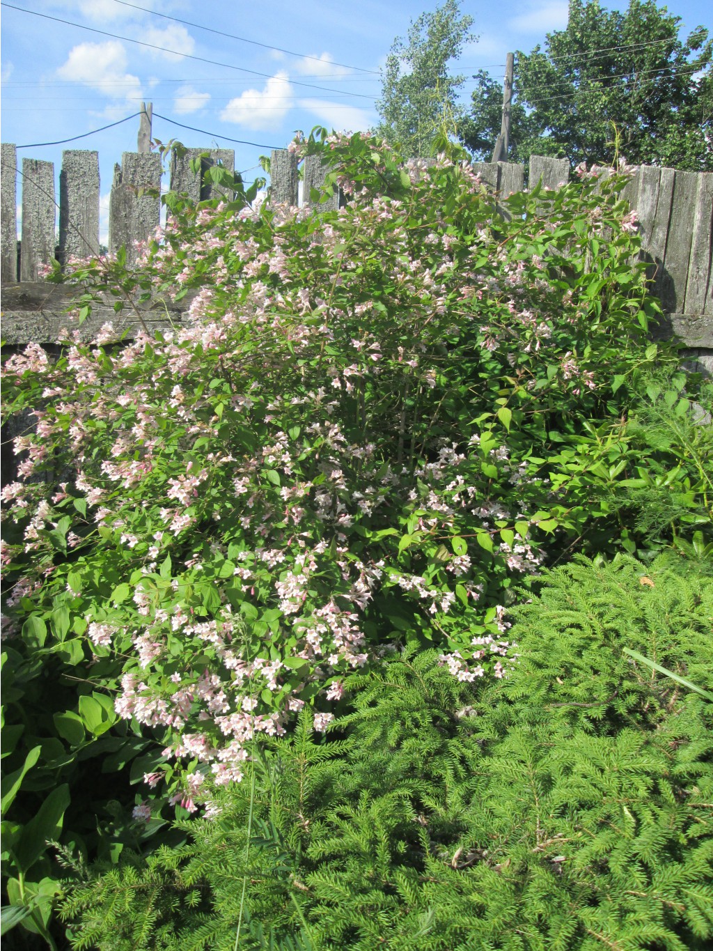 IMG 3338.JPG