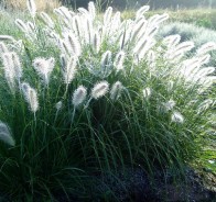   – Pennisetum alopecuroides Hameln.jpg