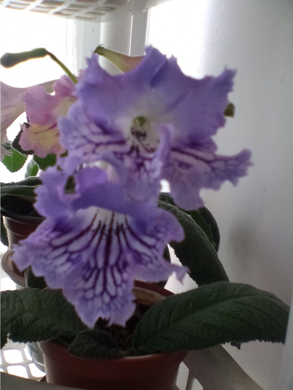 IMG 20150620 091326.jpg