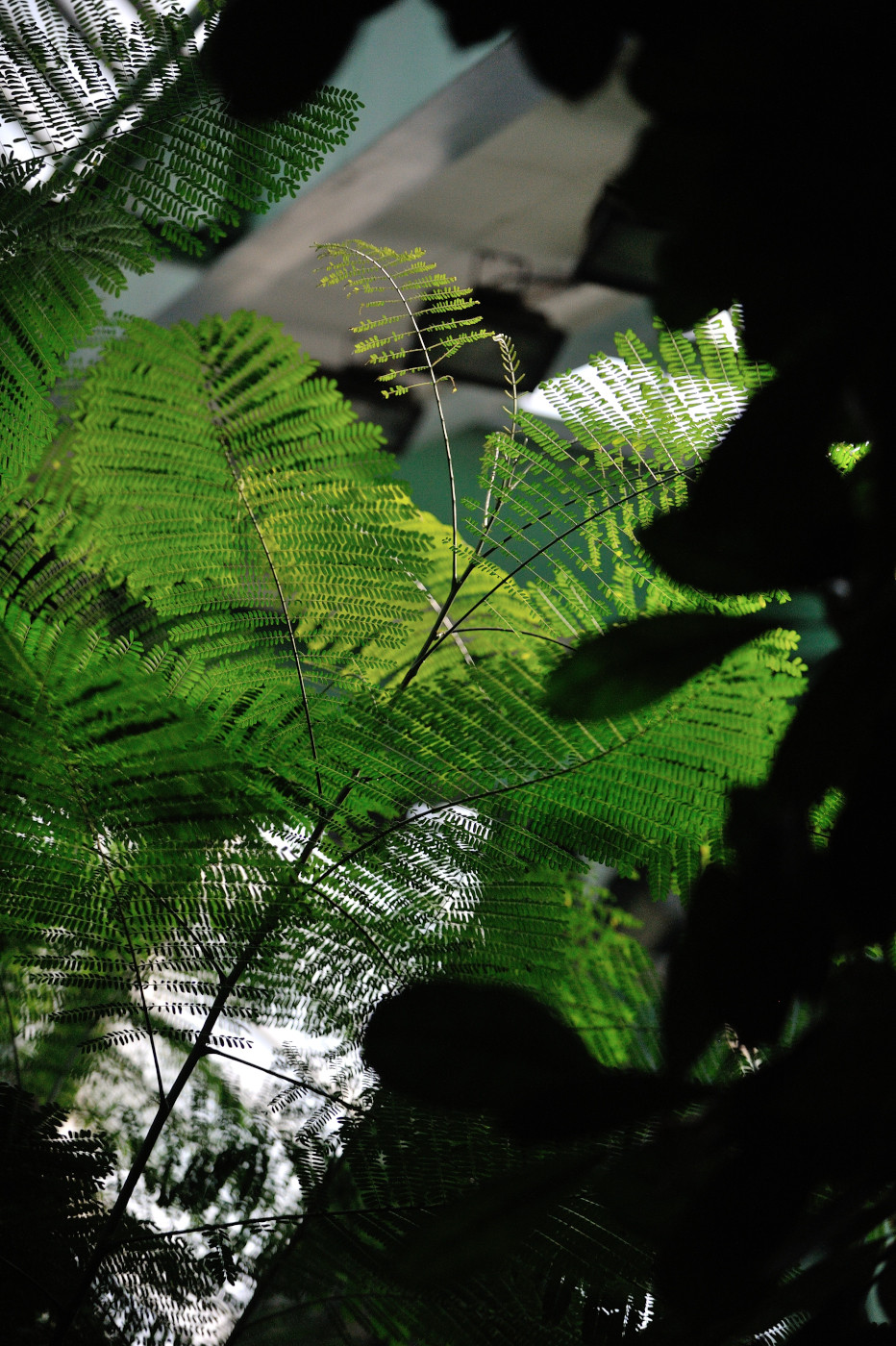 DSC 0217.JPG