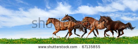 Stock-photo-herd-gallops-in-green-field-67135855.jpg