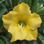 Adenium obesum NEW-43.jpg