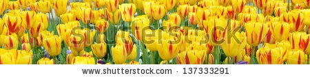 Stock-photo-tulips-137333291.jpg