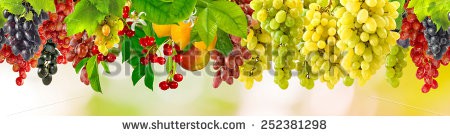 Stock-photo-grapes-in-the-garden-closeup-252381298.jpg