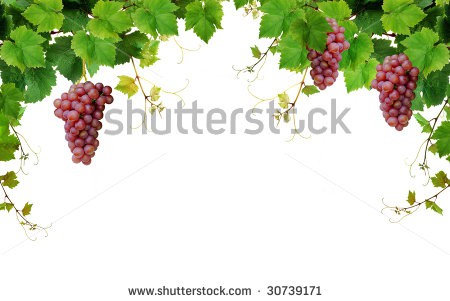 Stock-photo-grapevine-border-isolated-on-white-background-30739171.jpg