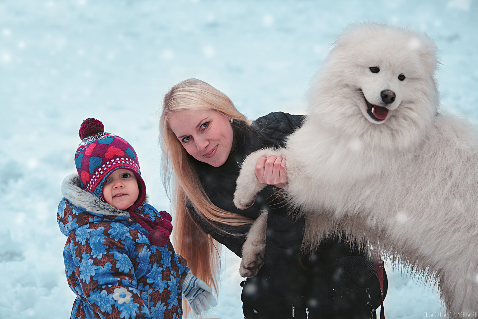 Samoyed (14).jpg