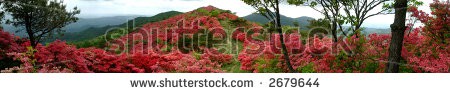 Stock-photo-azalea-mountain-japan-2679644.jpg