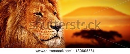 Stock-photo-lion-portrait-on-savanna-landscape-background-and-mount-kilimanjaro-at-sunset-panoramic-version-180605561.jpg