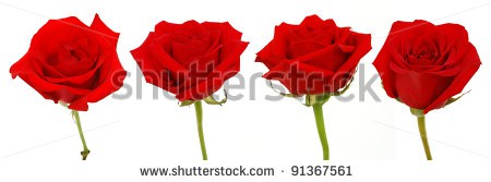 Stock-photo-set-of-red-rose-blooms-91367561.jpg