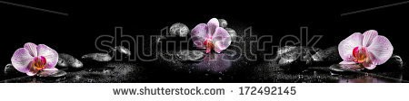 Stock-photo-horizontal-panorama-with-pink-orchids-and-zen-stones-on-black-background-172492145.jpg