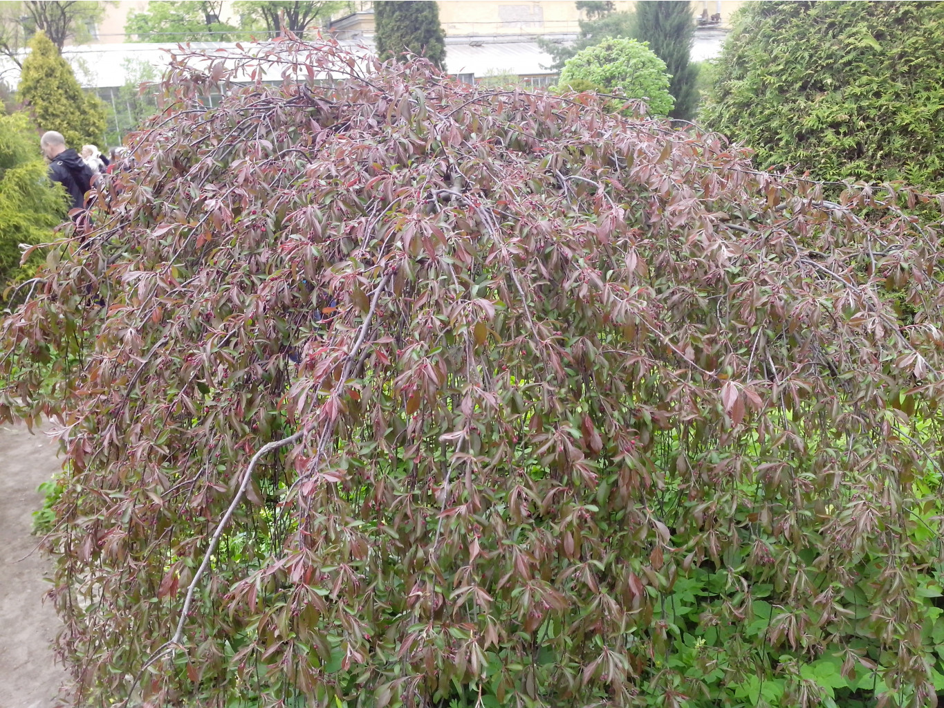 IMG 20150517 135629.jpg