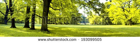 Stock-photo-lush-forest-in-spring-time-193099505.jpg