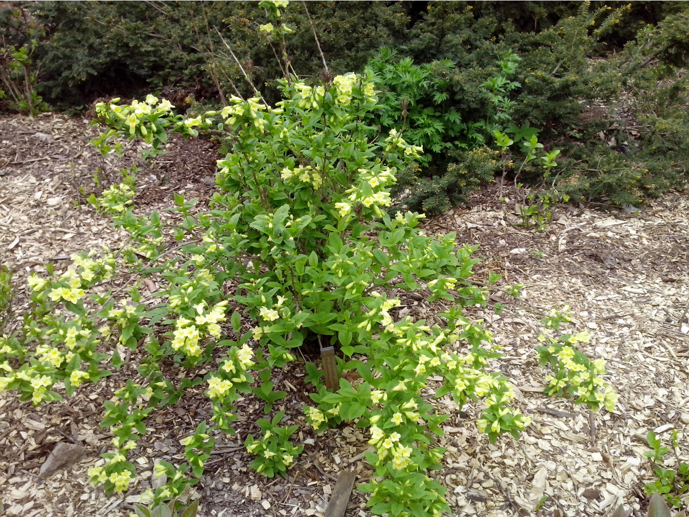 IMG 20150517 142732.jpg