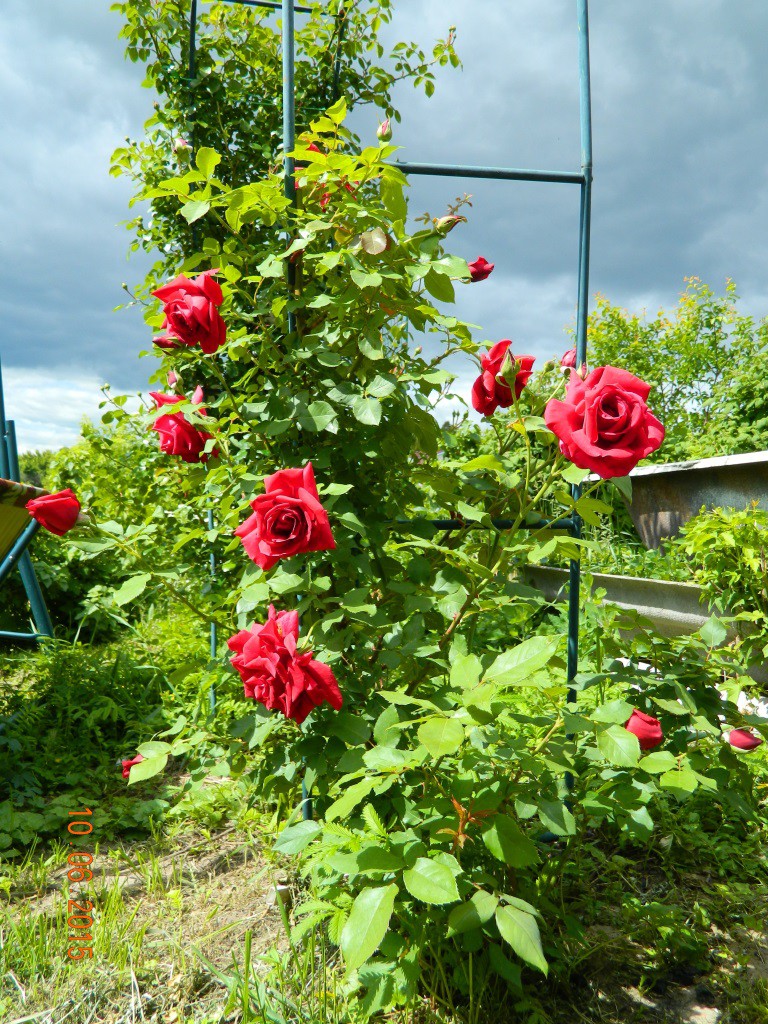 Red Parfum