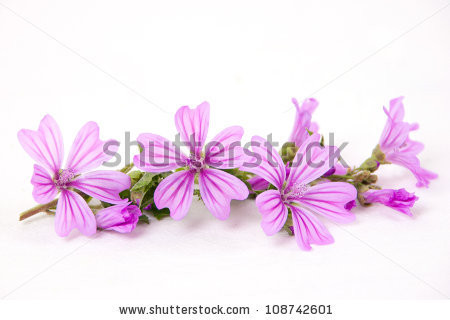 Stock-photo-pink-mallow-flowers-isolated-on-white-background-108742601.jpg