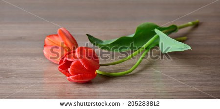 Stock-photo-panorama-of-two-tulips-red-flowers-wedding-card-template-205283812.jpg