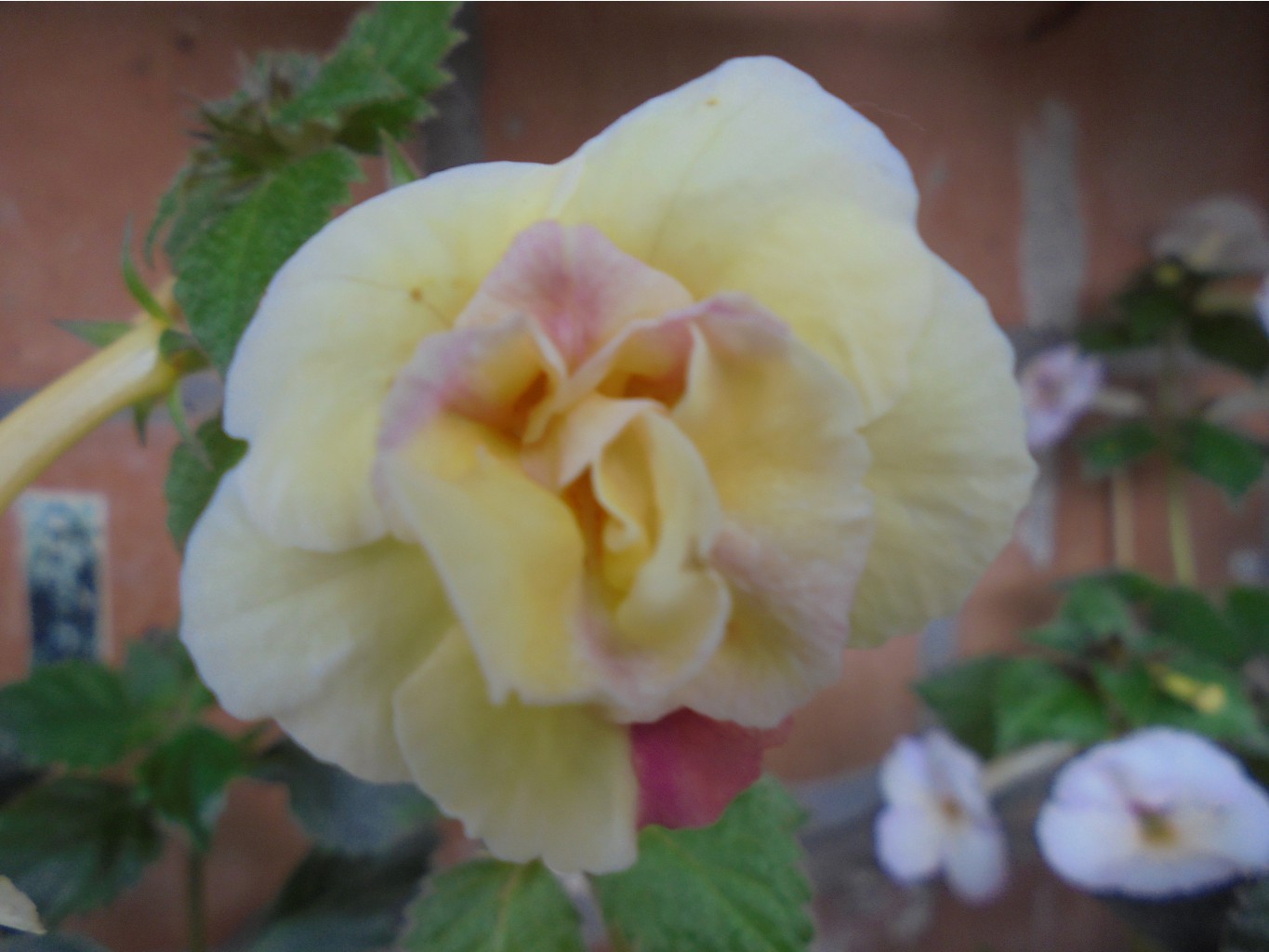DSC00992.JPG