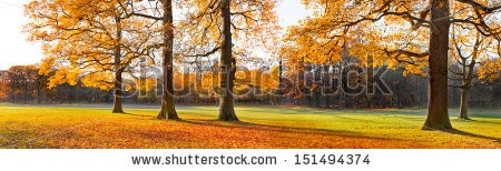 Stock-photo-the-bright-colors-of-autumn-trees-dry-leaves-in-the-foreground-autumn-landscape-panorama-151494374.jpg