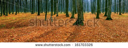 Stock-photo-panorama-of-autumn-forest-161703326.jpg