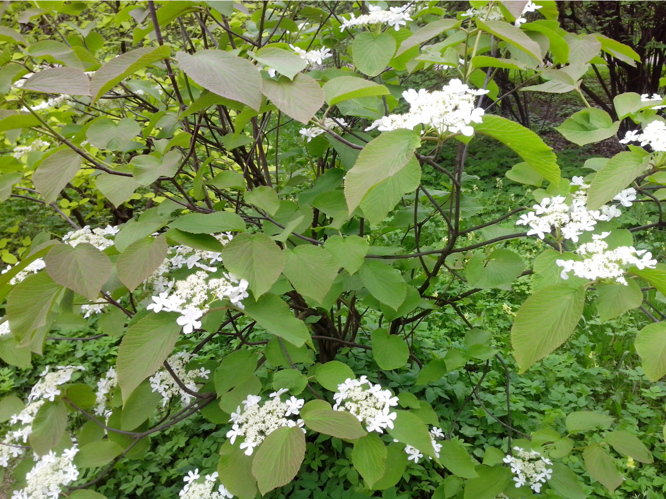 IMG 20150517 151526.jpg