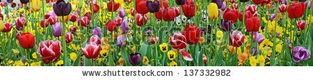 Stock-photo-tulips-violets-137332982.jpg