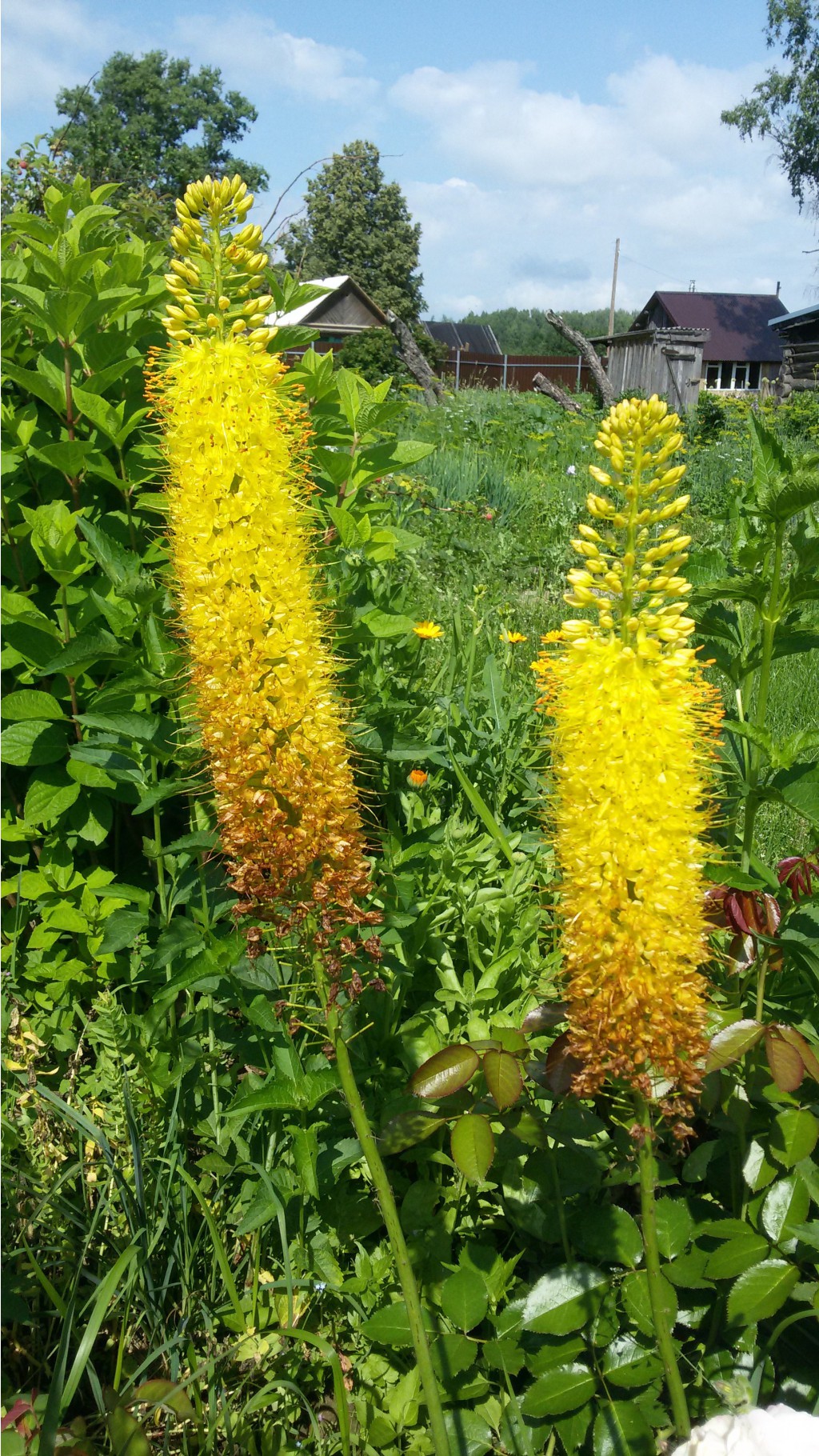 ,  (Eremurus)     2015.07.04 100634.jpg