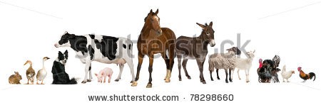 Stock-photo-variety-of-farm-animals-in-front-of-white-background-78298660.jpg