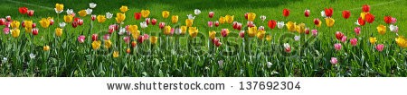 Stock-photo-many-tulips-as-floral-wide-angle-view-panorama-137692304.jpg