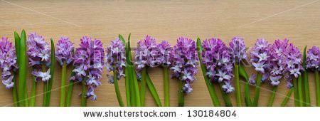 Stock-photo-purple-hyacinth-panorama-130184804.jpg